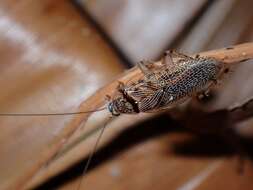 Image of Cockroach