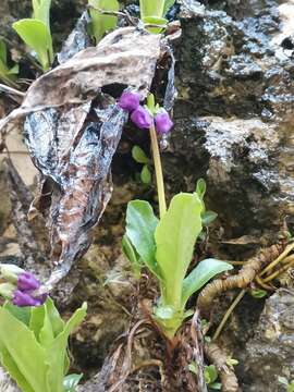 Слика од Primula carniolica Jacq.