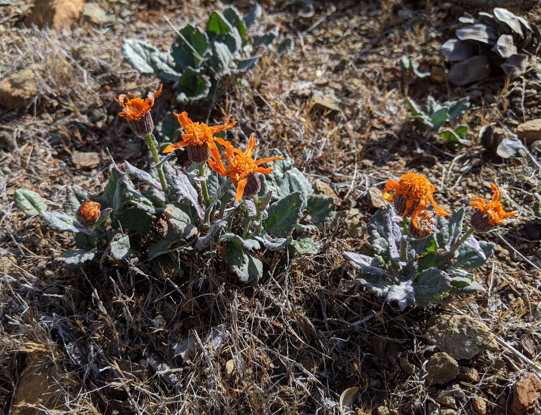 Image of flame ragwort