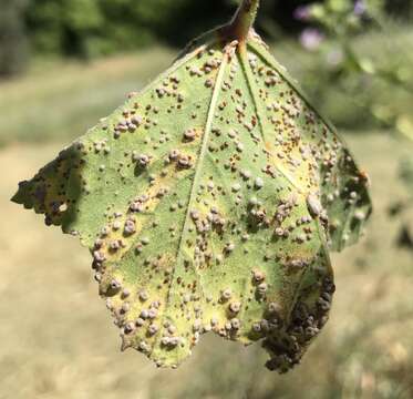 Image of Puccinia malvacearum Bertero ex Mont. 1852