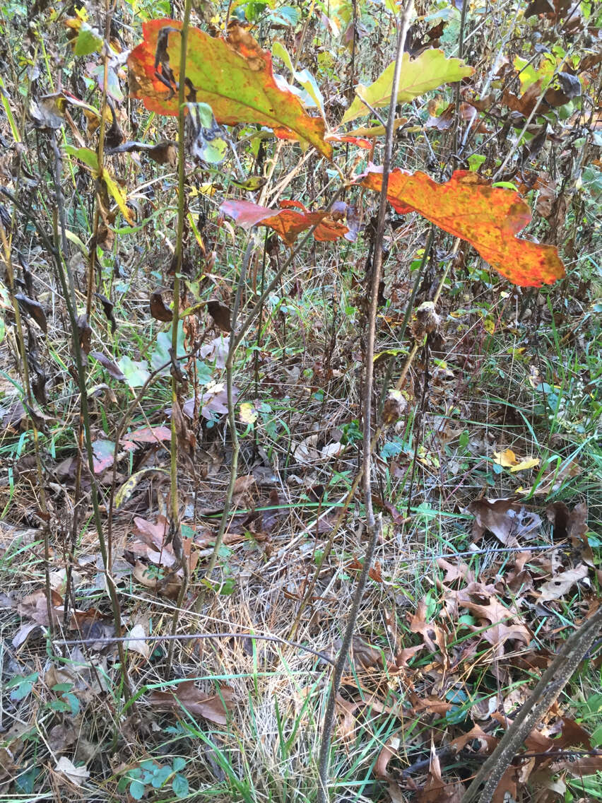 Quercus velutina Lam. resmi