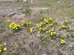 Image of Turner's buttercup