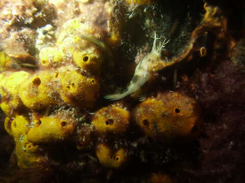 Image of Tasmanian Blenny