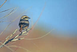 Image of Isabeline Shrike