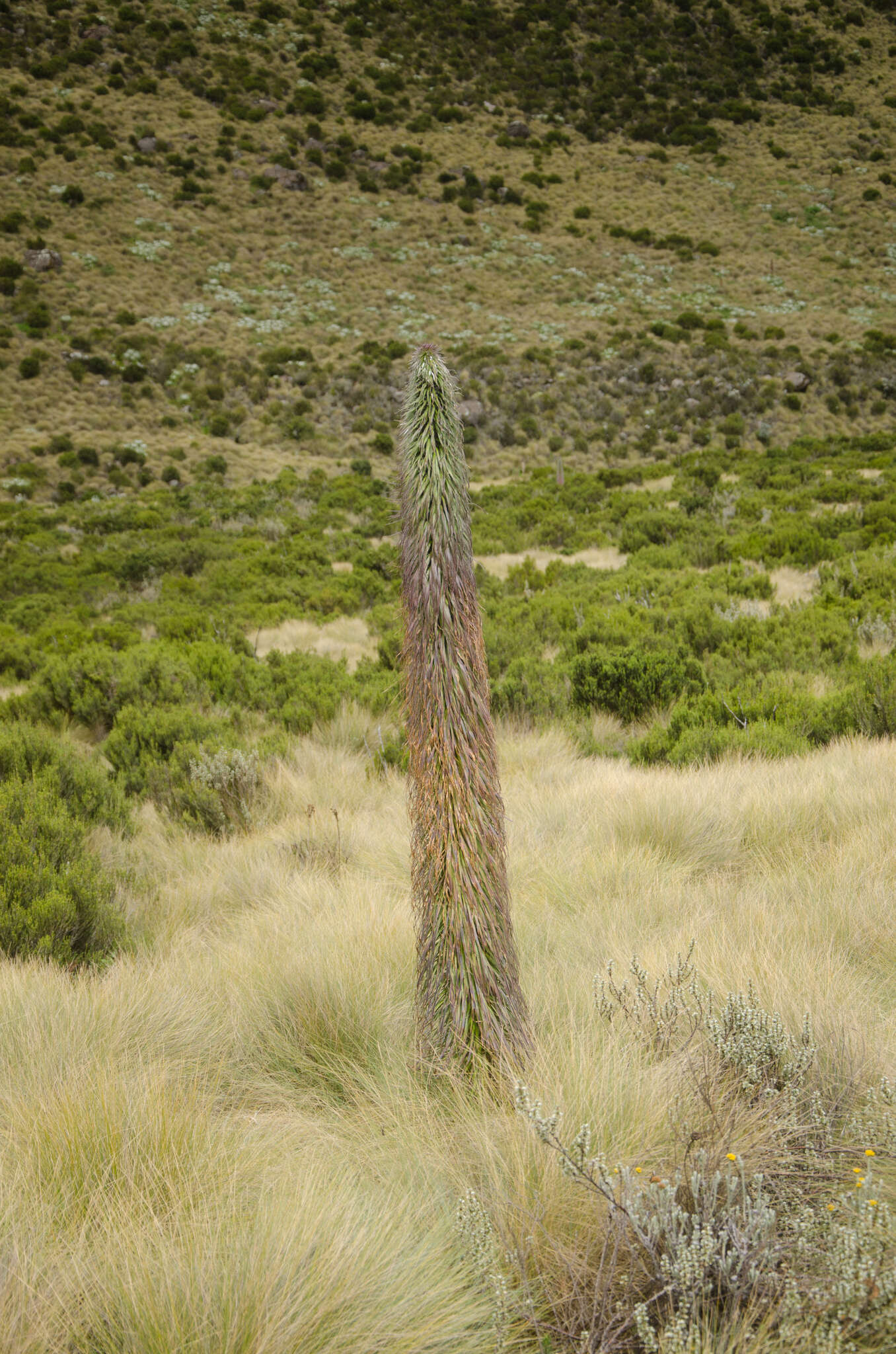 Image of Lobelia telekii Schweinf.