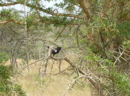 Image of Sooty Chat