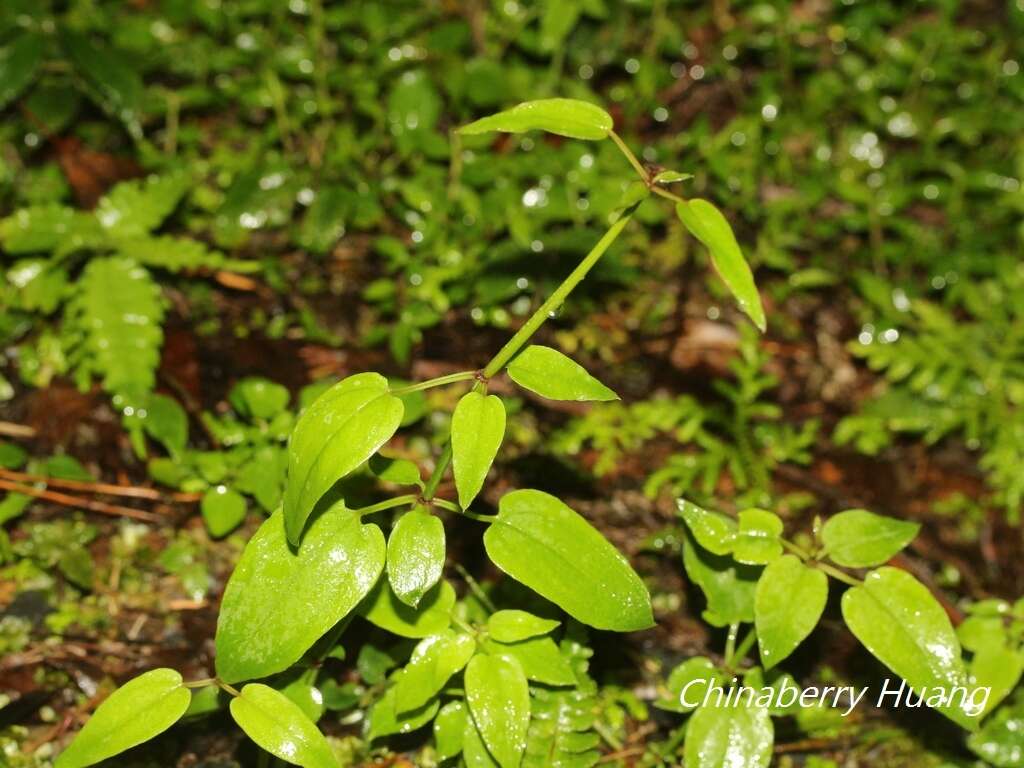 Image of Rubia linii J. M. Chao