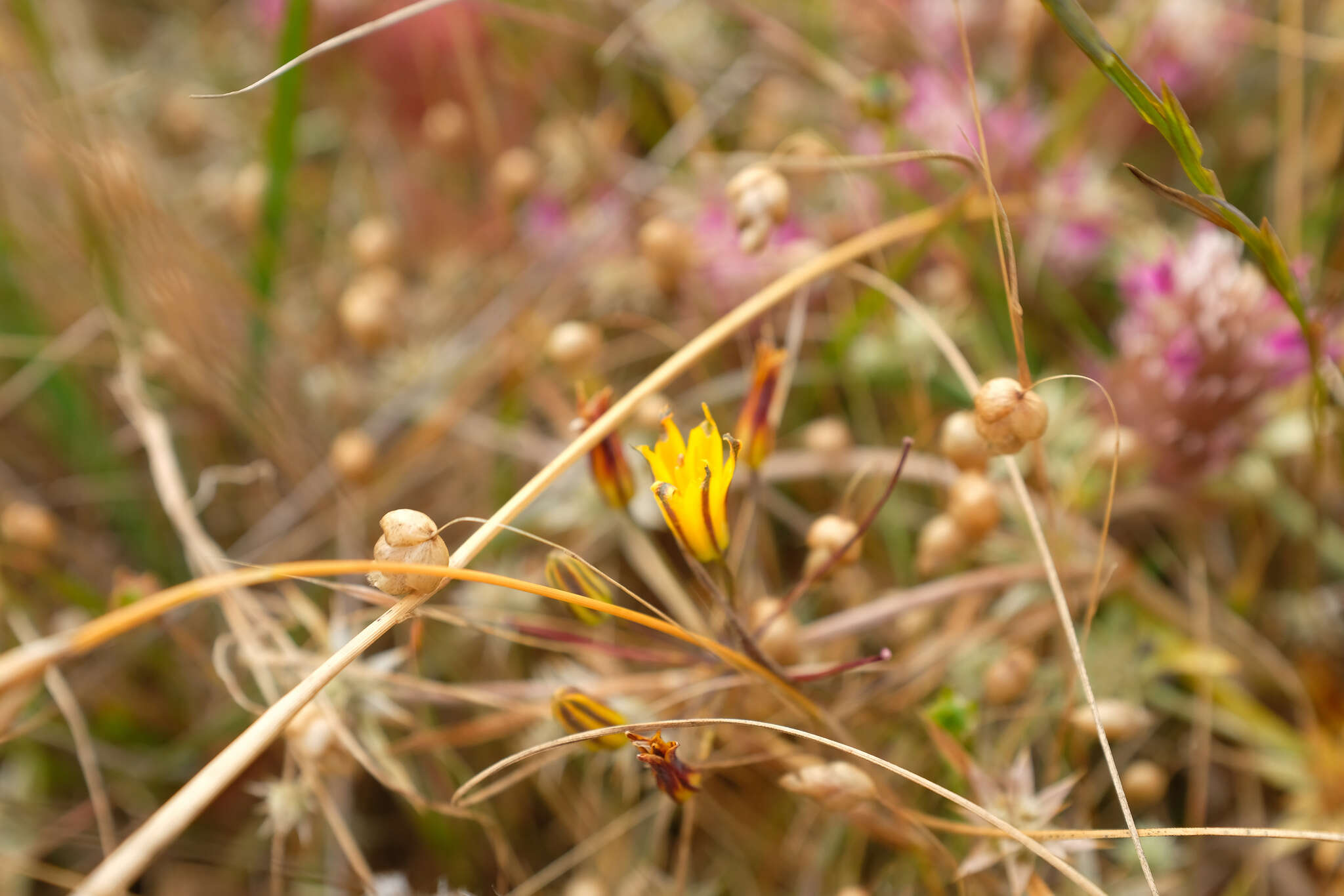 Image of dwarf goldenstar