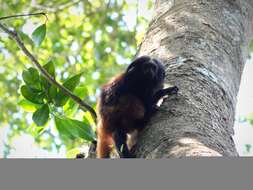 Image of golden-rumped lion tamarin