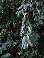 Image of Stachyurus himalaicus Hook. fil. & Thoms. ex Benth.