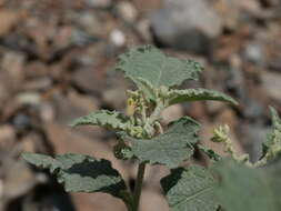 Image of Chrozophora oblongifolia (Delile) A. Juss. ex Spreng.