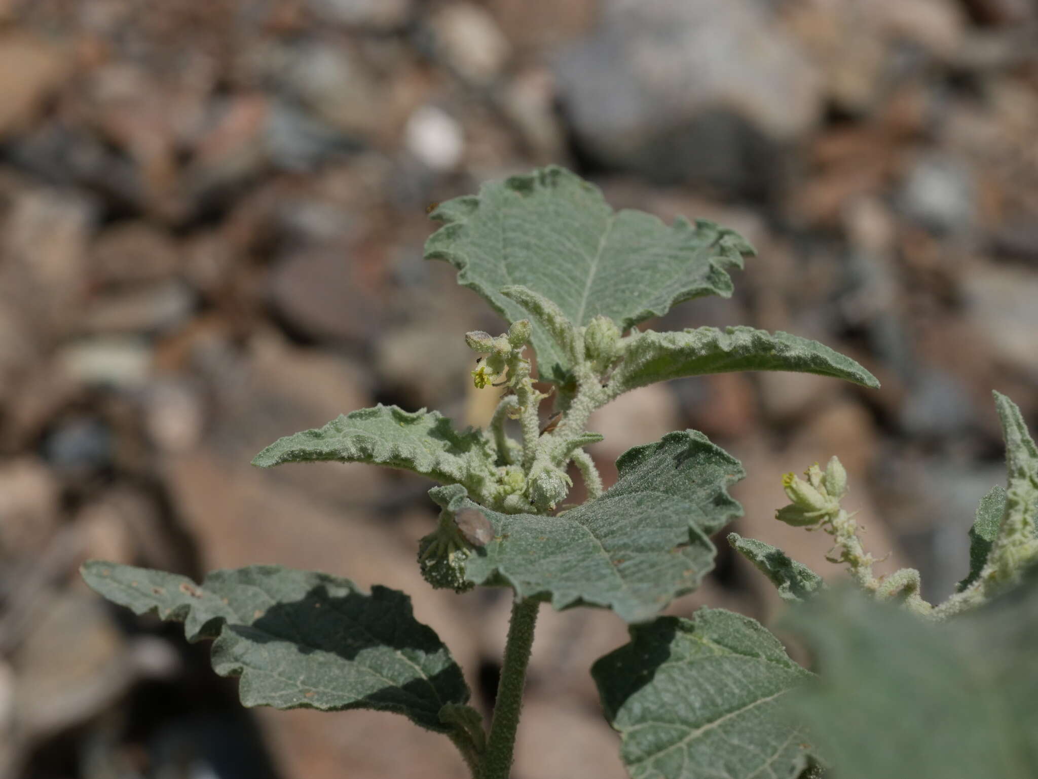 Image of Chrozophora oblongifolia (Delile) A. Juss. ex Spreng.