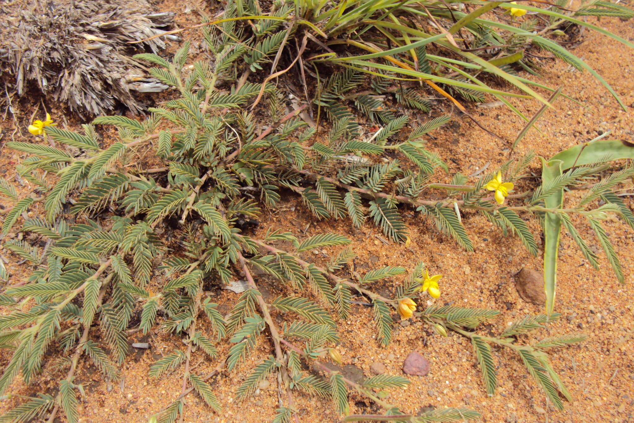 Imagem de <i>Chamaecrista comosa</i> var. <i>capricornia</i> (Stey.) Lock