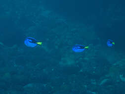 Image of Paracanthurus