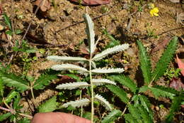 Image of Potentilla discolor Bunge