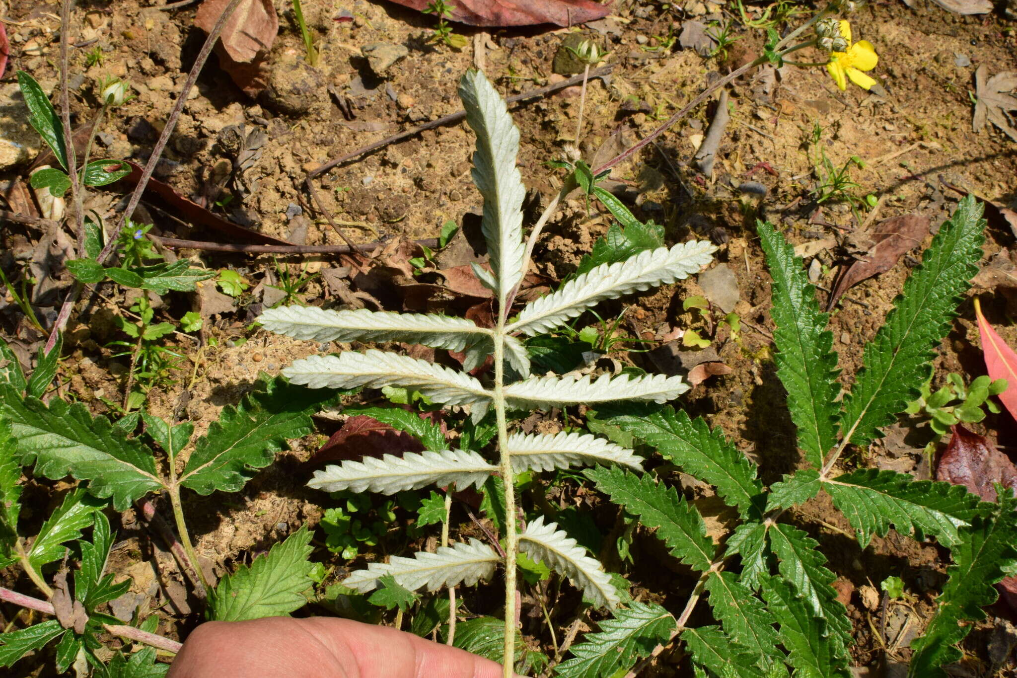 Image of Potentilla discolor Bunge