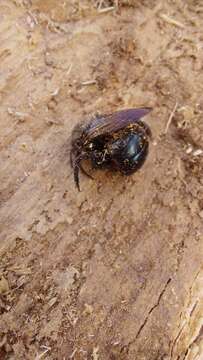 Plancia ëd Xylocopa ciliata Burmeister 1876