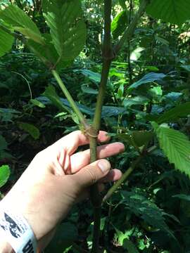 Image of Begonia cooperi C. DC.