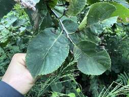 Image of Ehretia dicksonii Hance