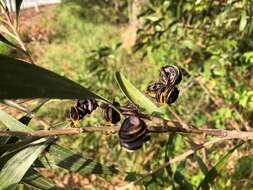 Imagem de Acacia cincinnata F. Muell.