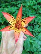 Lilium canadense L. resmi