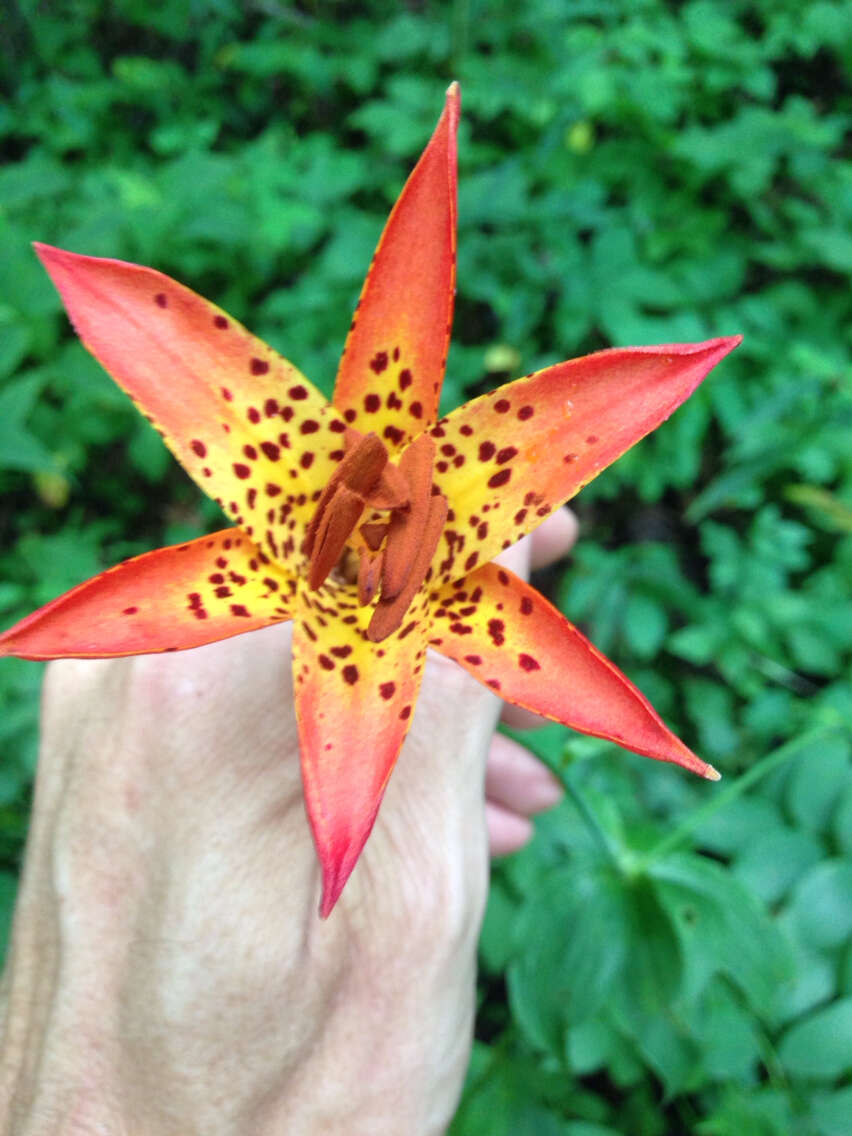 Lilium canadense L. resmi