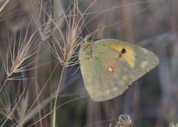 Image of Colias aurorina Herrich-Schäffer (1850)