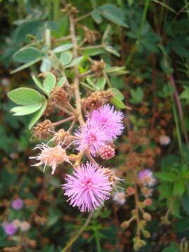 Image of Mimosa albida Willd.