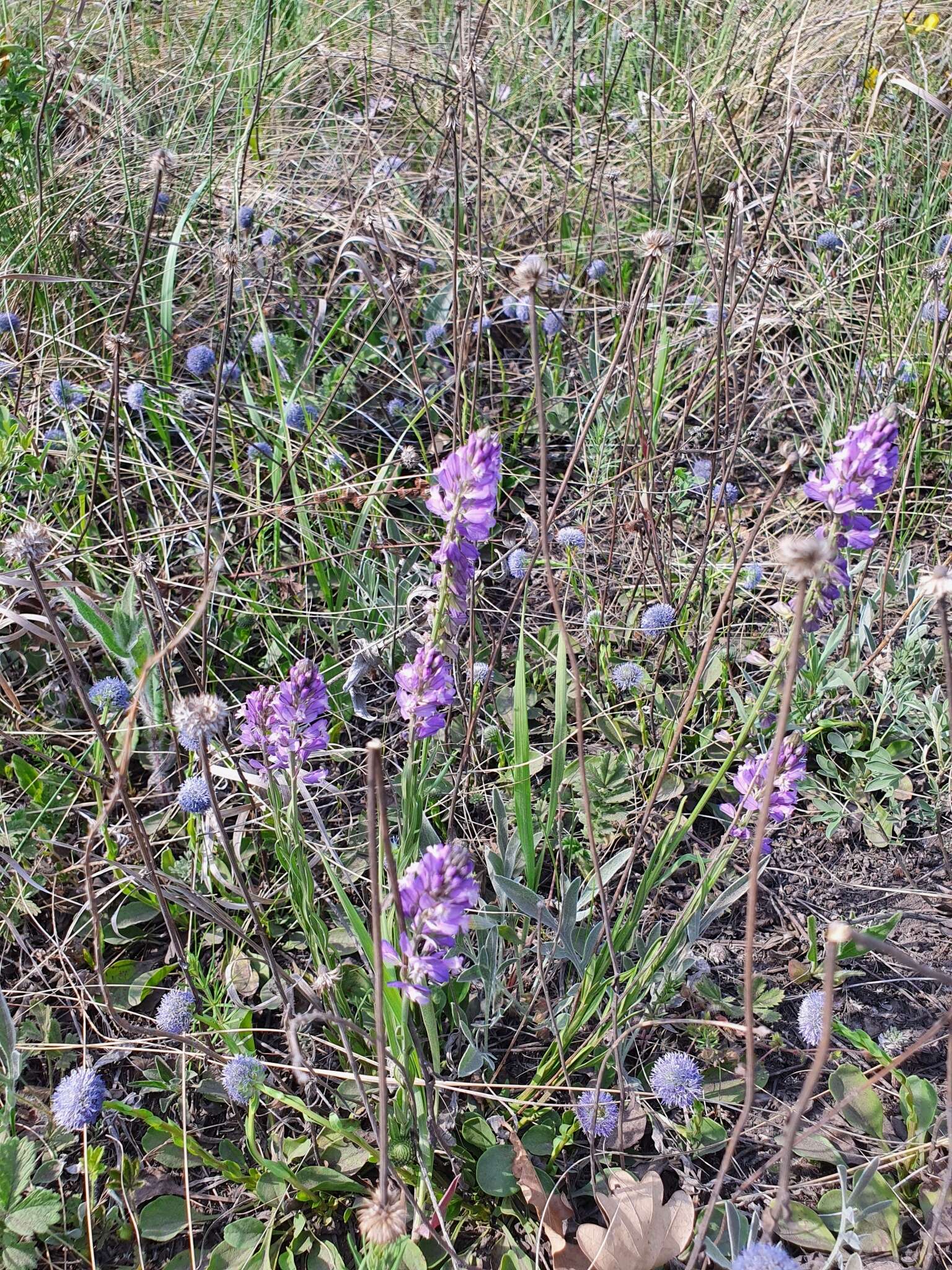 Image of Polygala comosa subsp. comosa