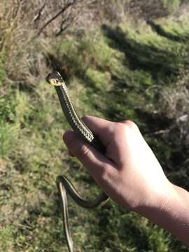 Image of Aquatic Gartersnake