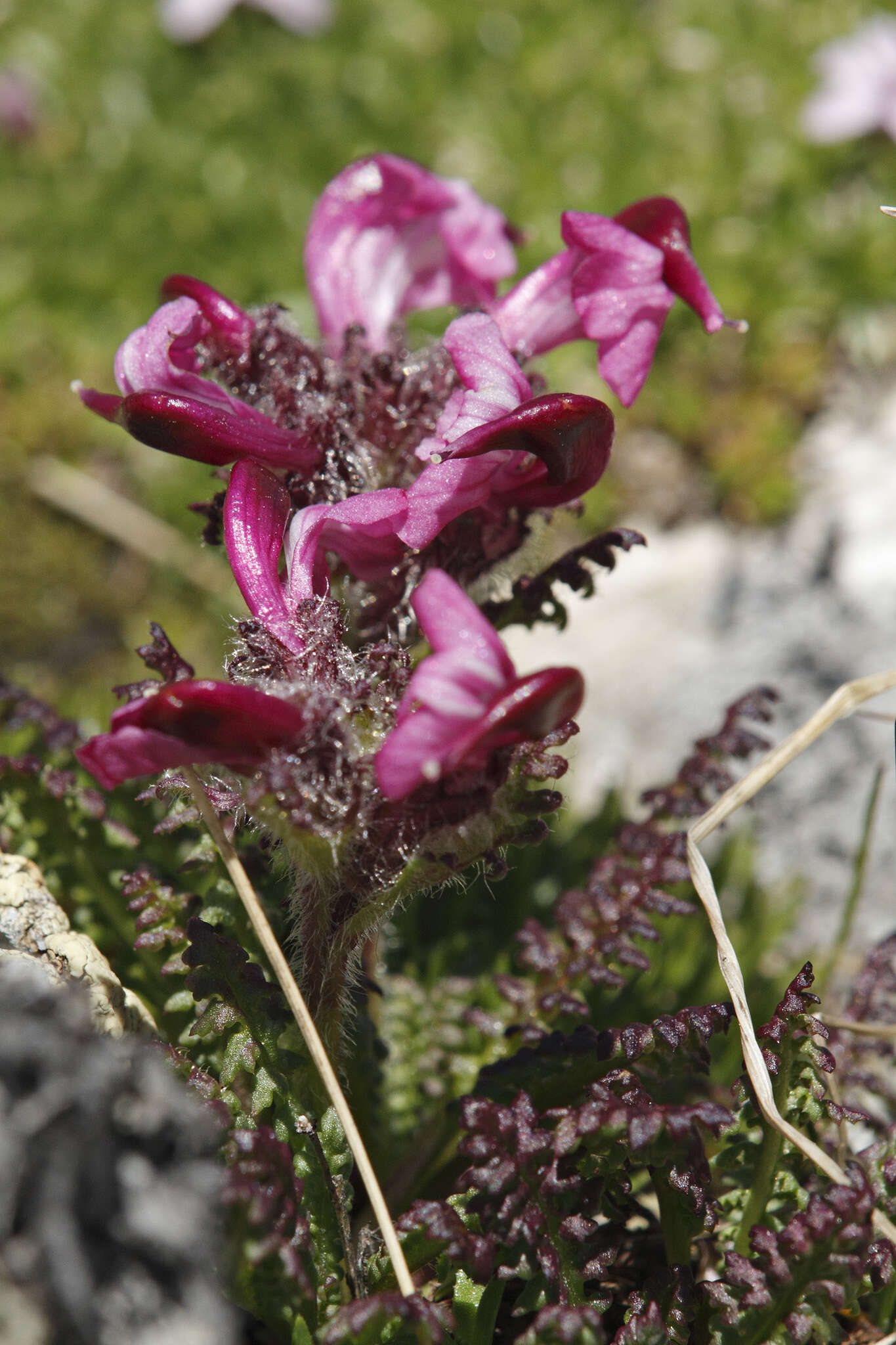 Image de Pedicularis asplenifolia Floerke ex Willd.