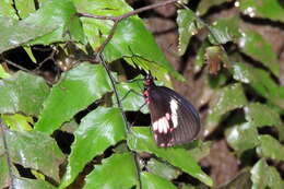 صورة <i>Parides eurimedes mylotes</i> (Bates 1861)