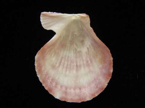 Image of Talochlamys gemmulata (Reeve 1853)