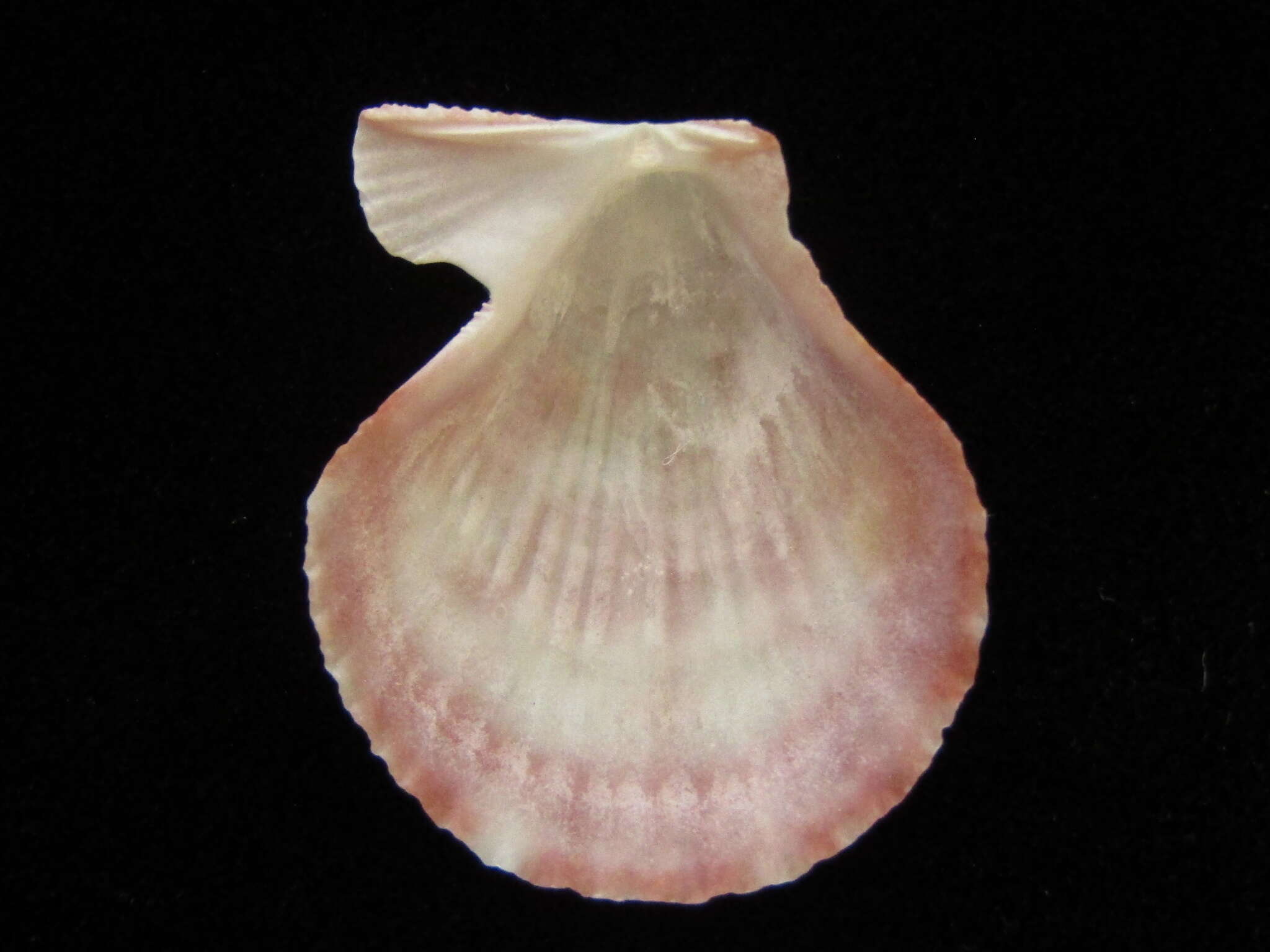 Image of Talochlamys gemmulata (Reeve 1853)