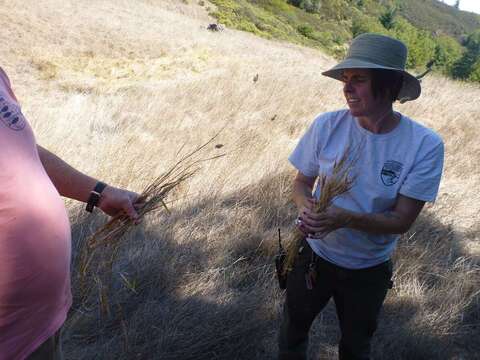 Image of California canarygrass