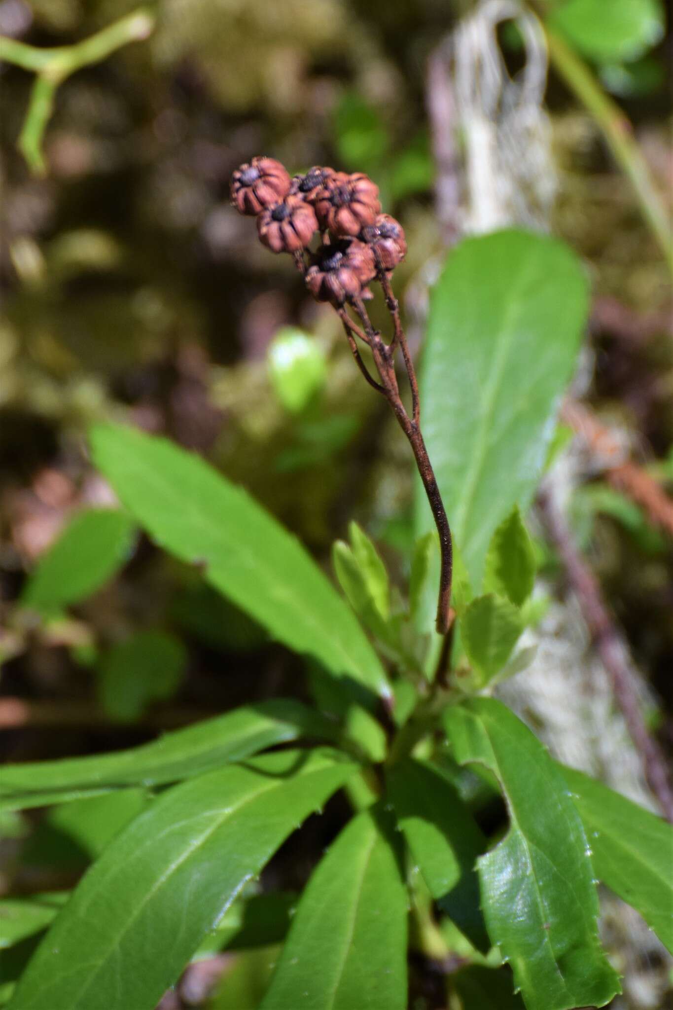 Image of pipsissewa