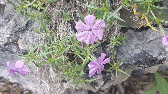 Imagem de Phlox richardsonii subsp. alaskensis (Jordal) Wherry