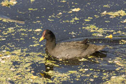 Image of Red-fronted Coot