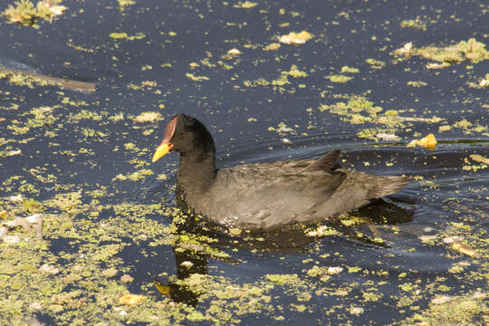 Image of Red-fronted Coot