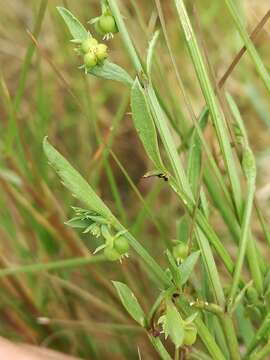 Image of Adenocline pauciflora Turcz.