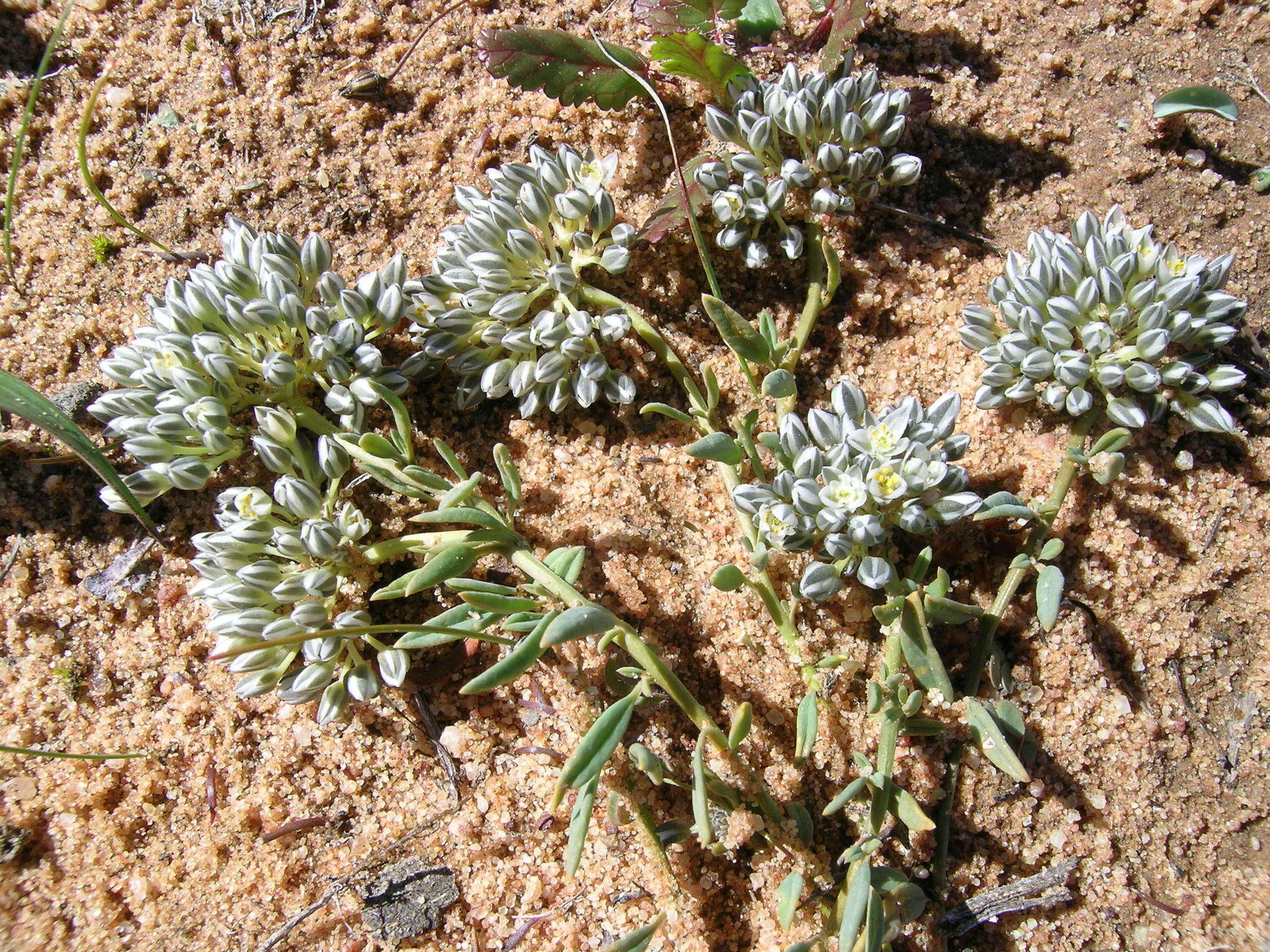 Image of Limeum africanum subsp. africanum