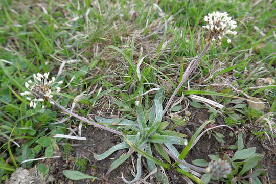 Image of Plantago monosperma Pourret