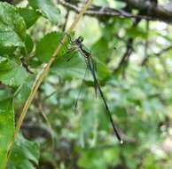 Image of Eastern Willow Spreadwing