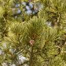 Image of <i>Pinus <i>cembroides</i></i> subsp. cembroides