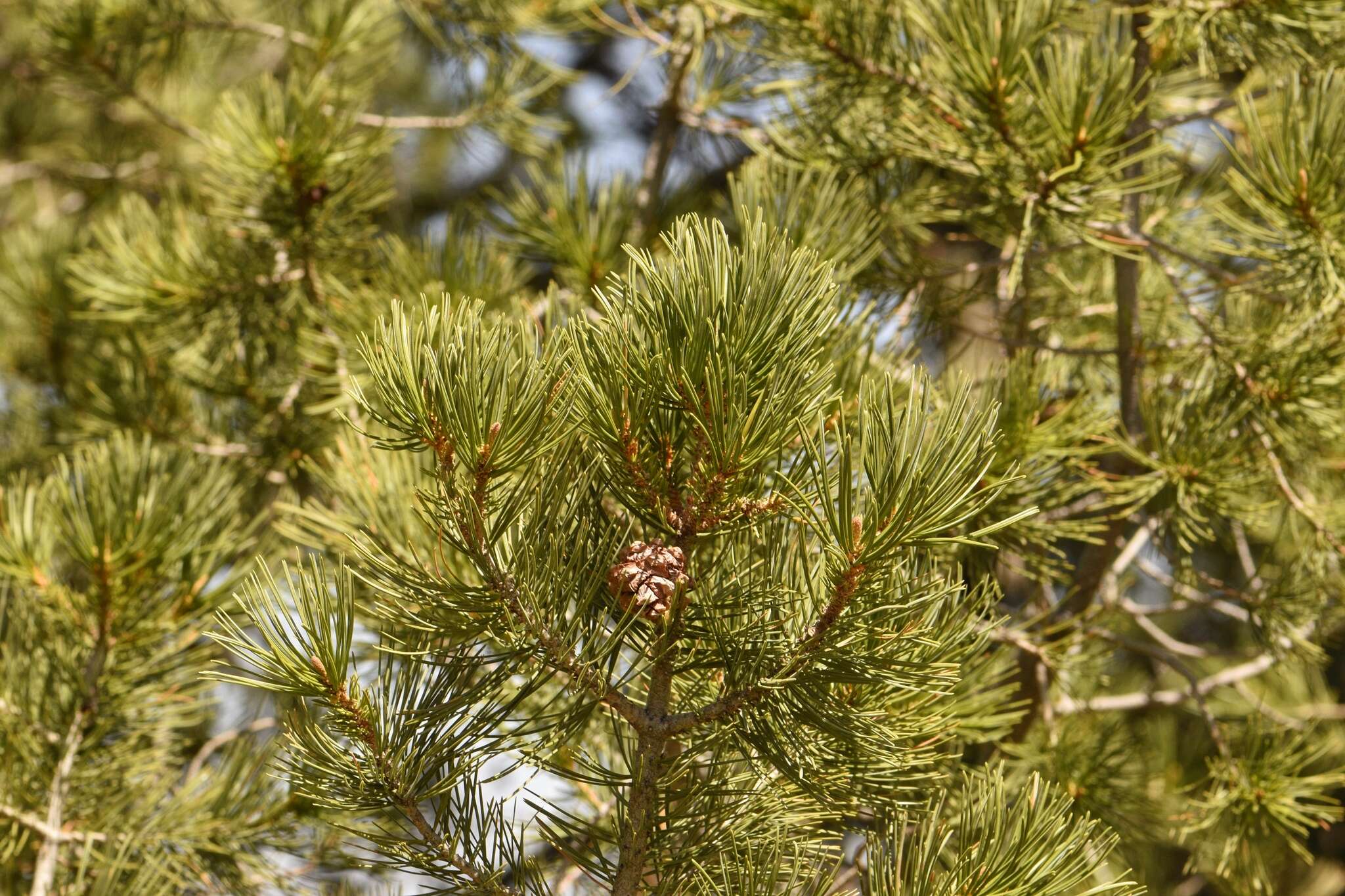 Image of Pinus L.