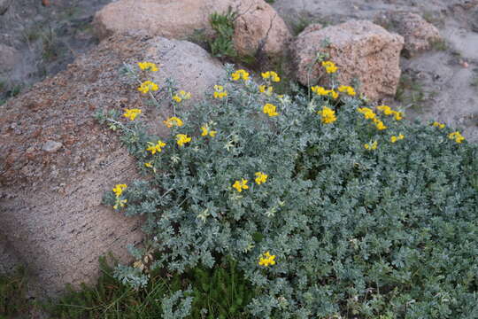 Image of creta trefoil