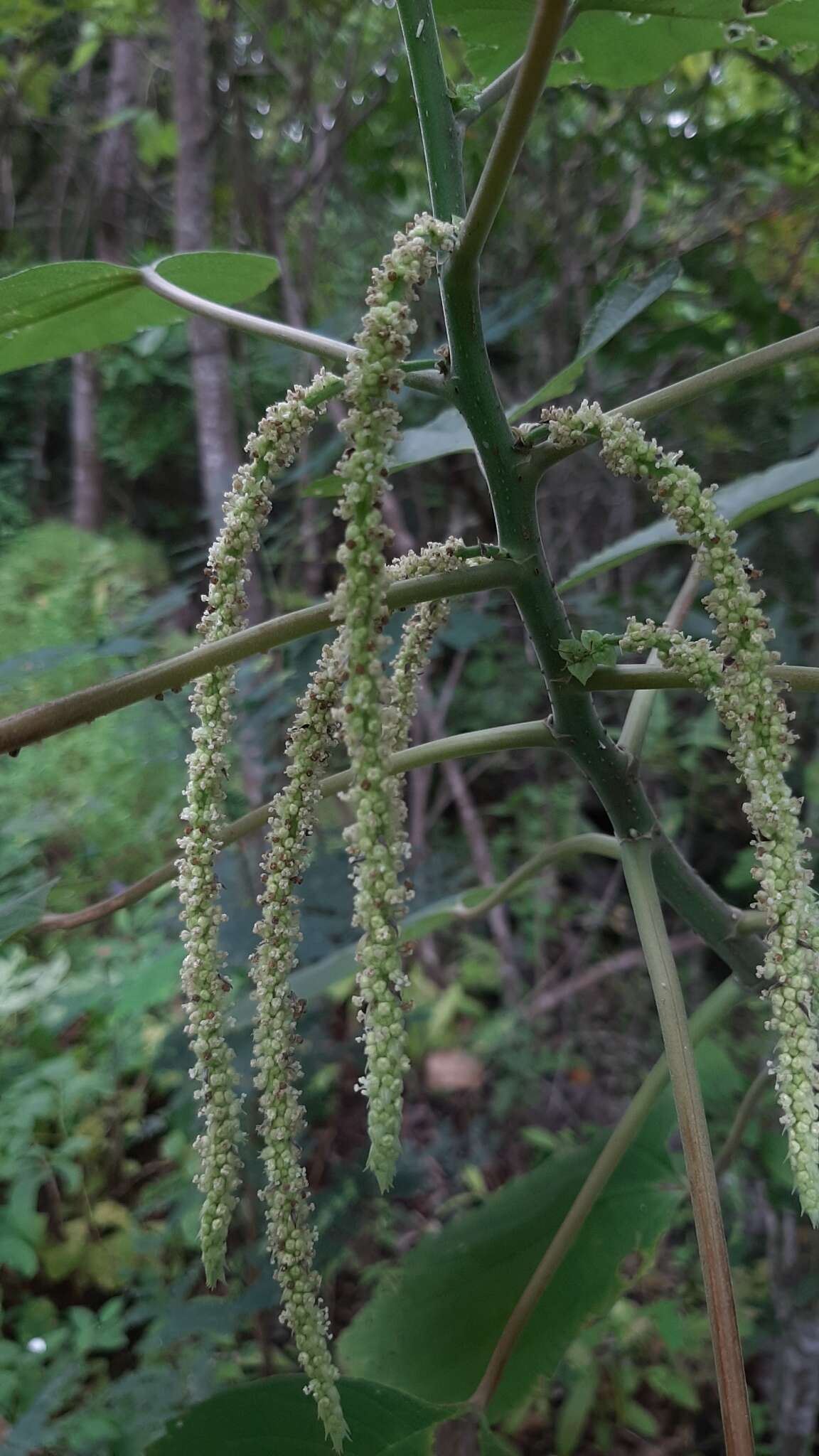 Imagem de Acalypha macrostachya Jacq.