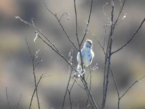 Image of Bell's Vireo