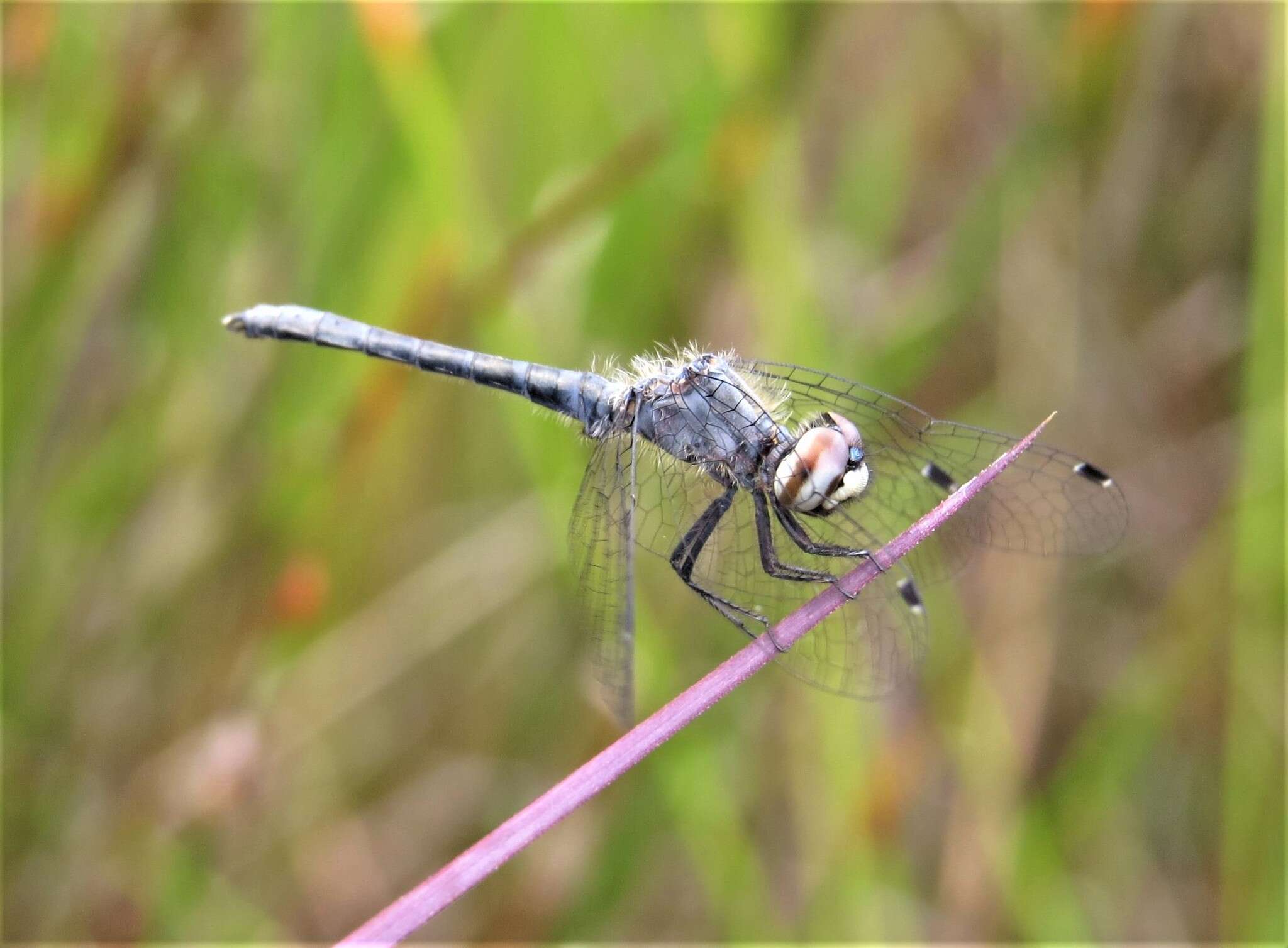 Image of skimmers