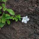 Ruellia pseudopatula Ensermu的圖片